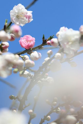 源平枝垂れ桃開花