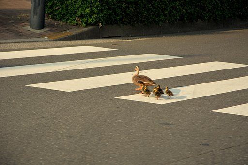 鴨の親子
