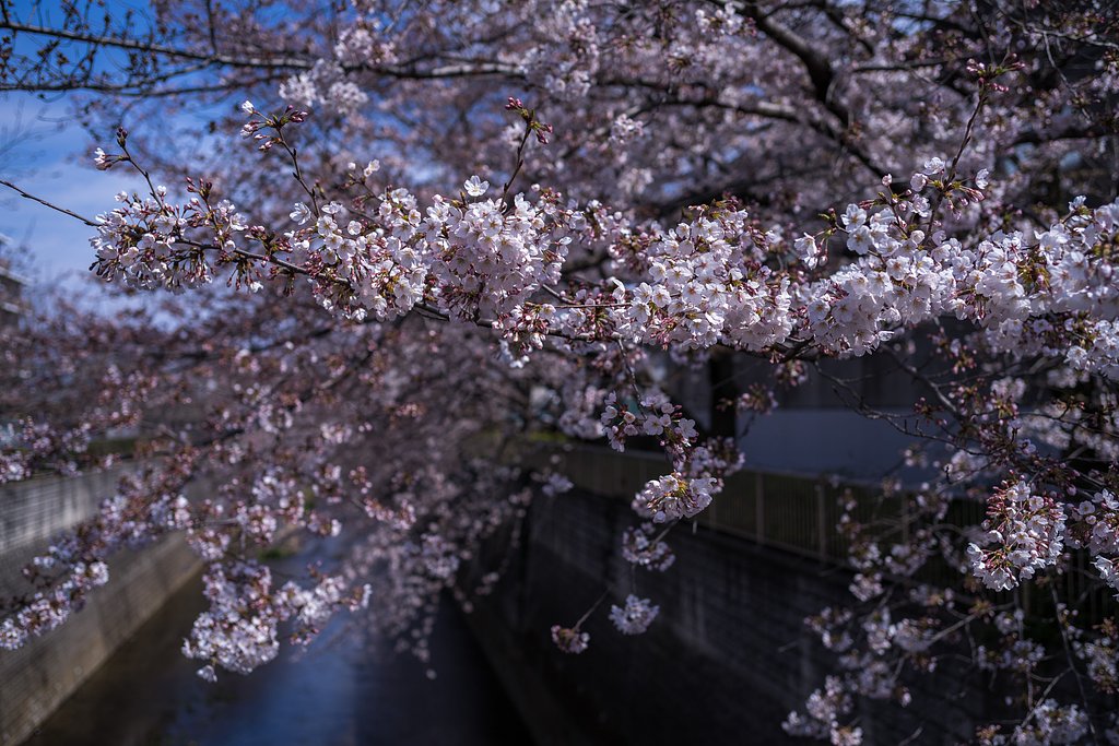 桜満開？