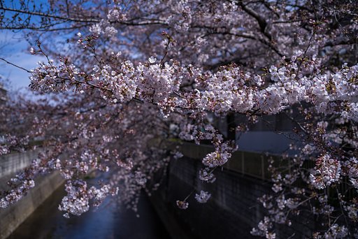 桜満開？