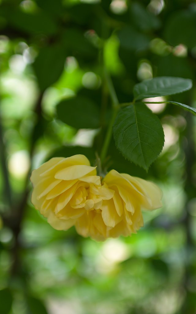 SIGMA 30mm F1.4 DC HSM