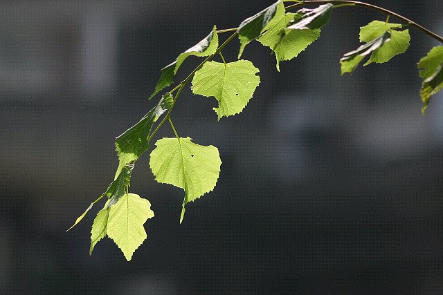 濃【淡】