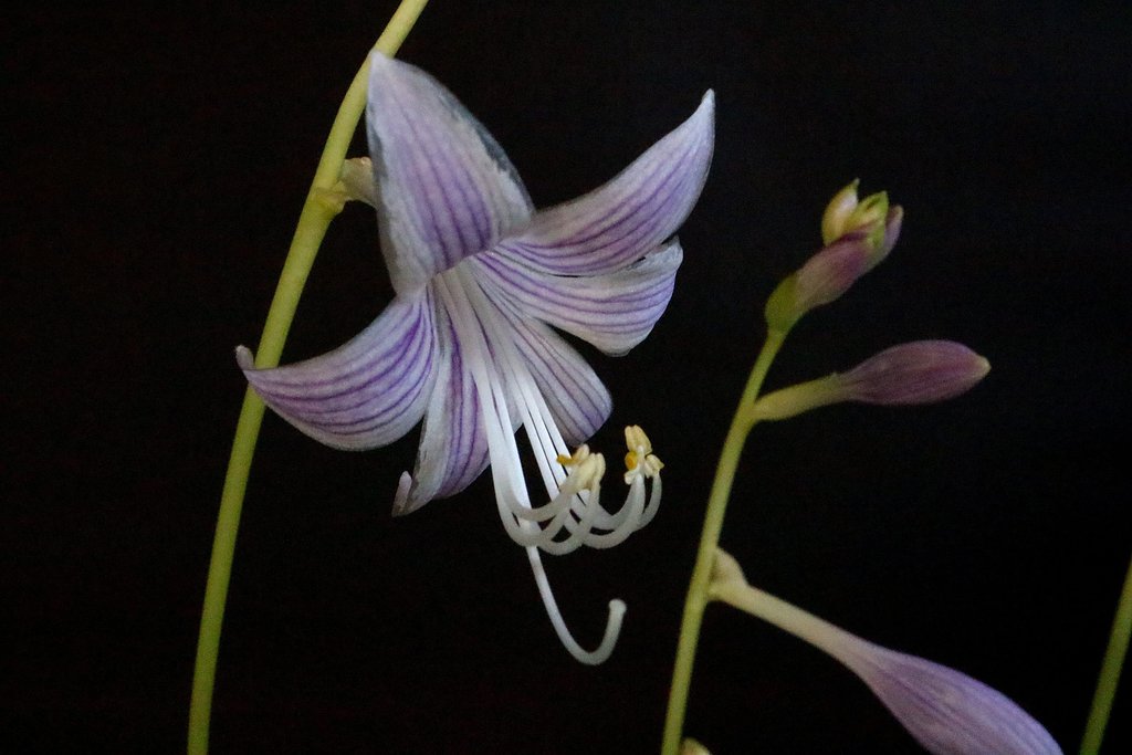 小型ギボウシの花