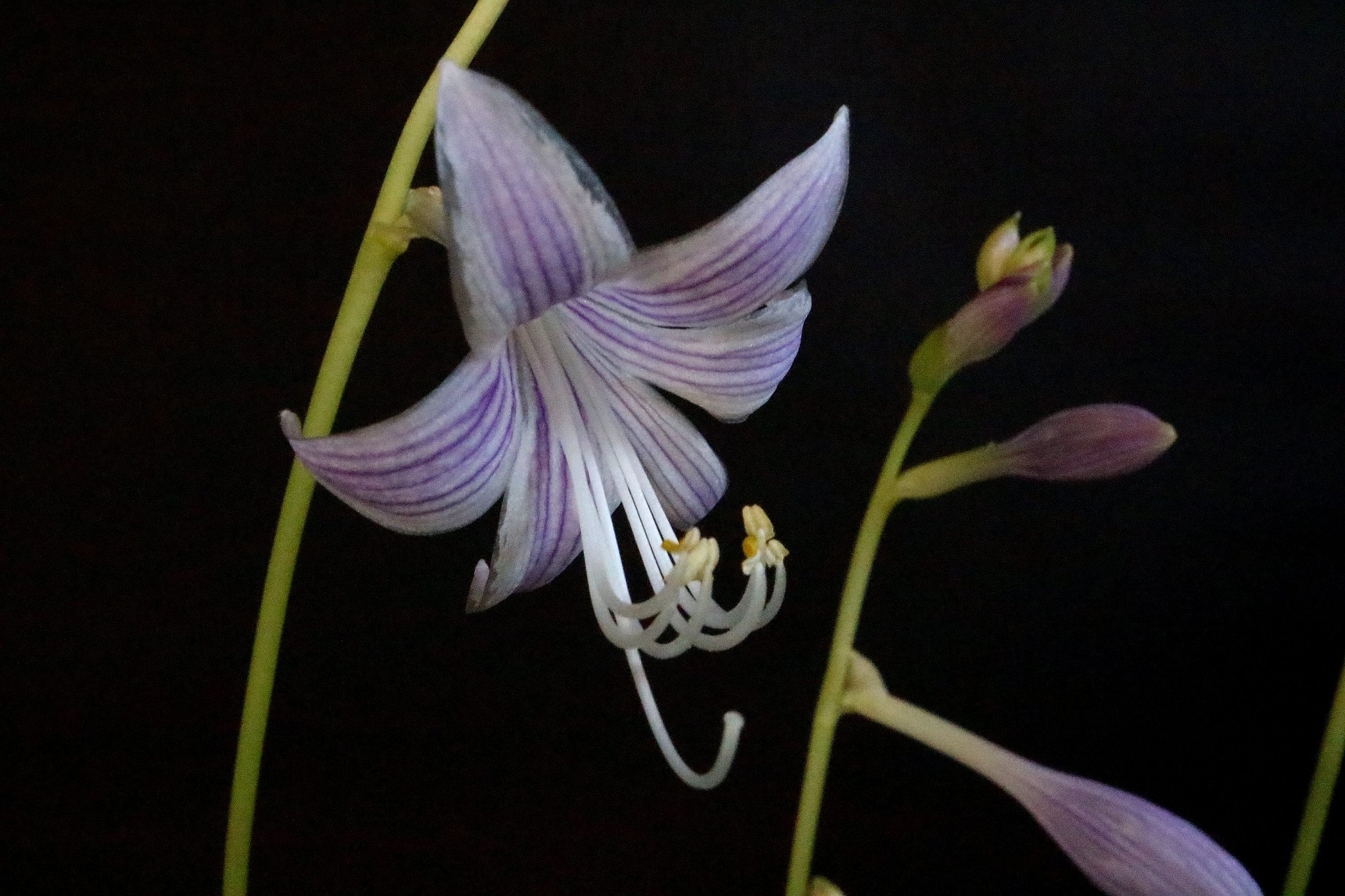 小型ギボウシの花