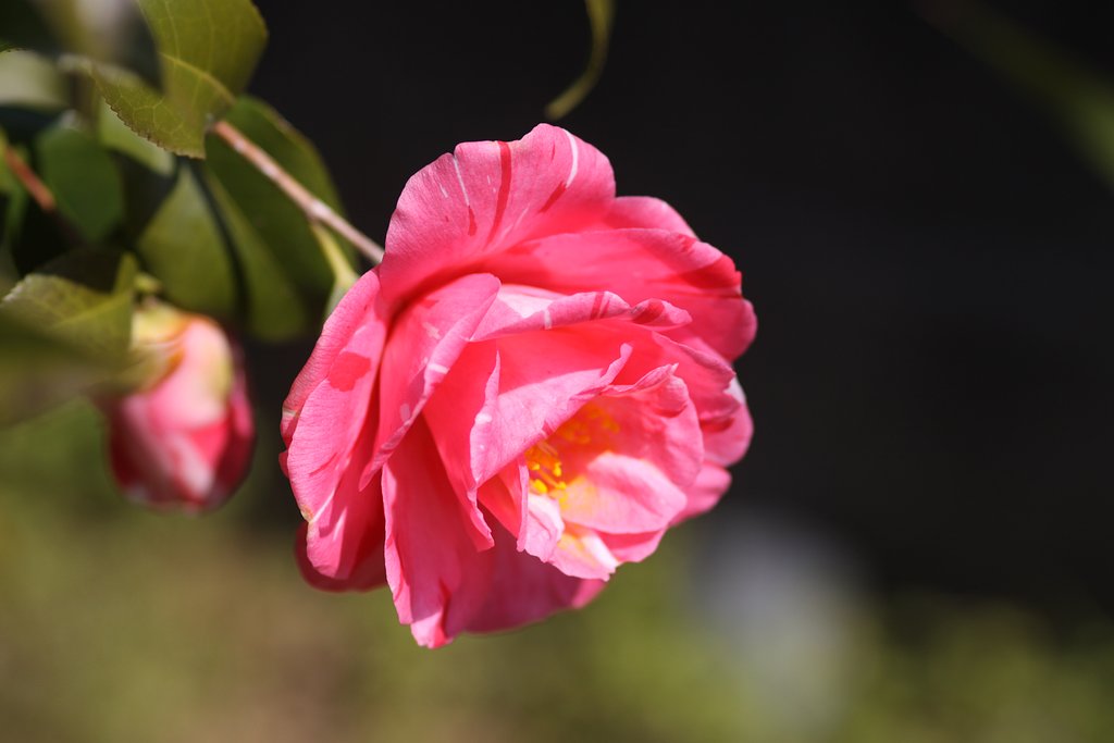 Sigma105㎜F2.8macro