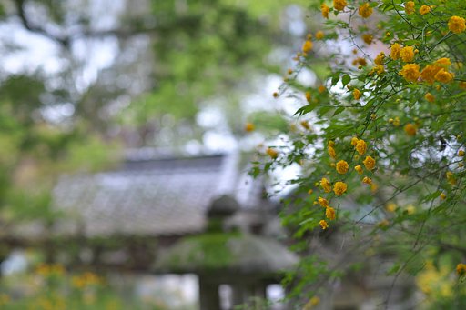 松尾大社