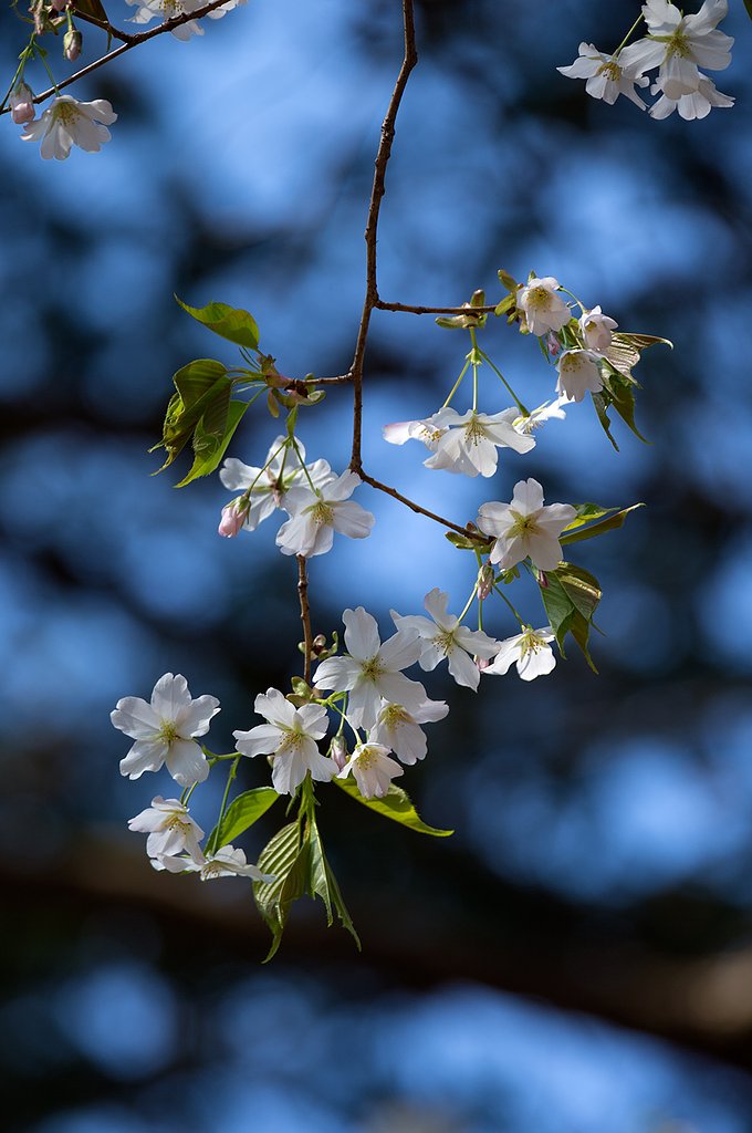 EF100-400mm F4.5-5.6 L IS