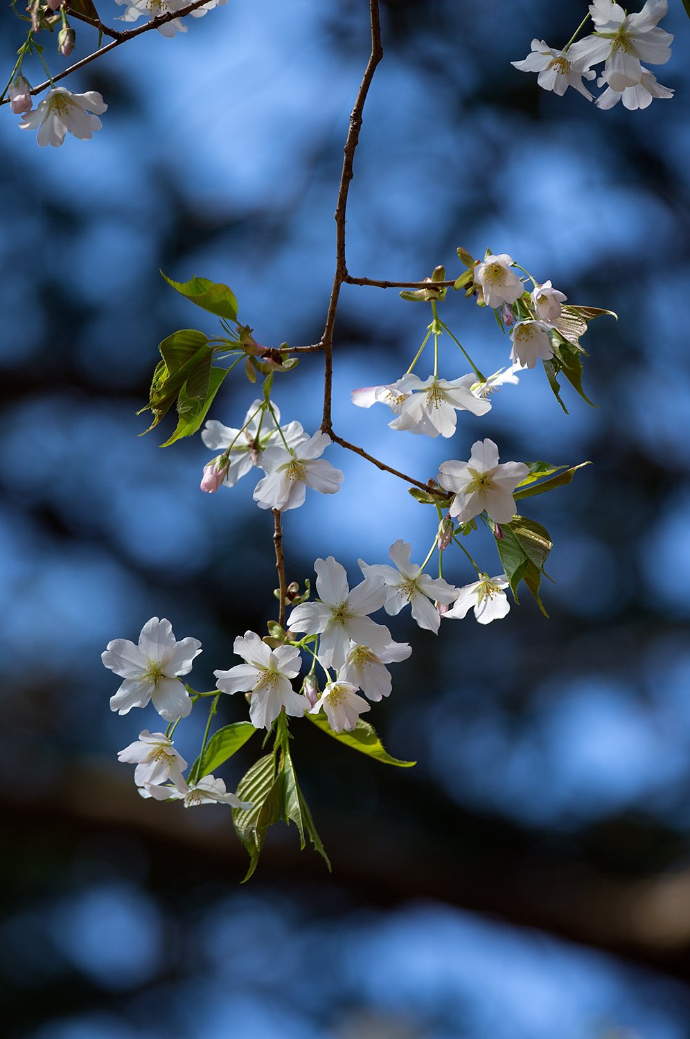 EF100-400mm F4.5-5.6 L IS