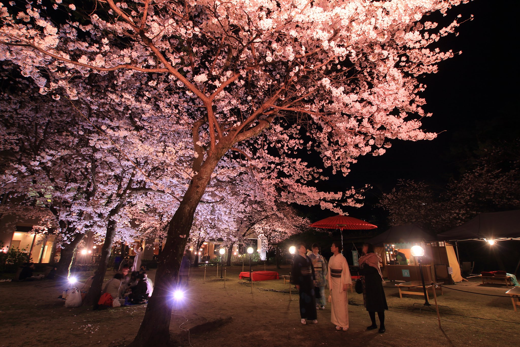 夜桜な人々（その２）