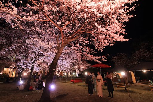 夜桜な人々（その２）