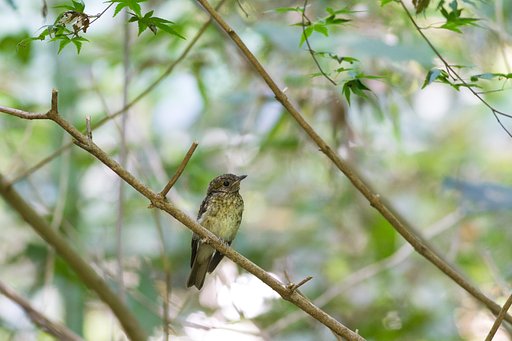 キビタキ幼鳥