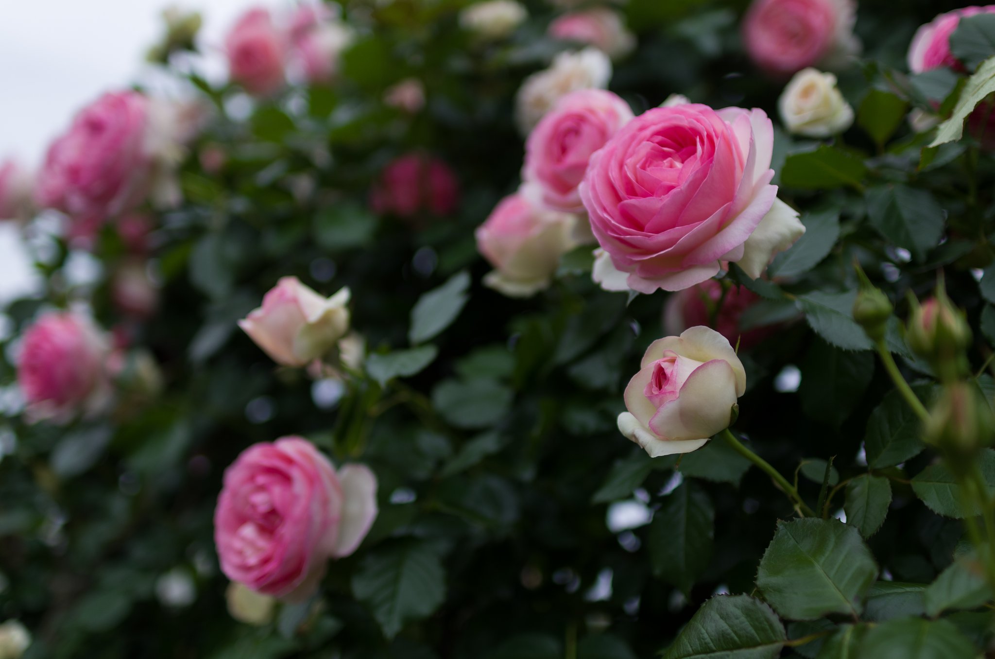 SIGMA 30mm F1.4 DC HSM