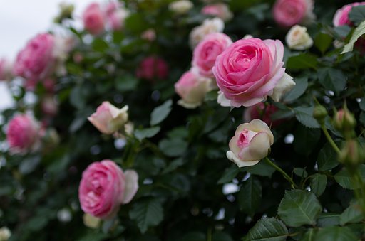SIGMA 30mm F1.4 DC HSM