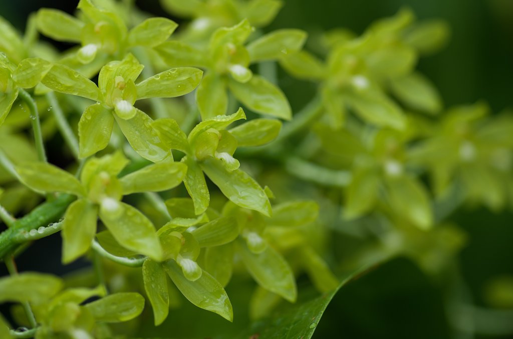 grammatophyllum scriptum hihimanu