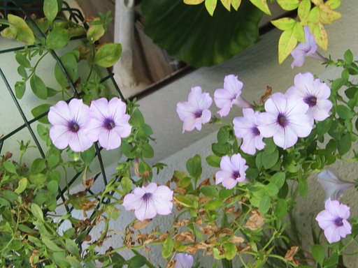 花は桃色がいいんです、、