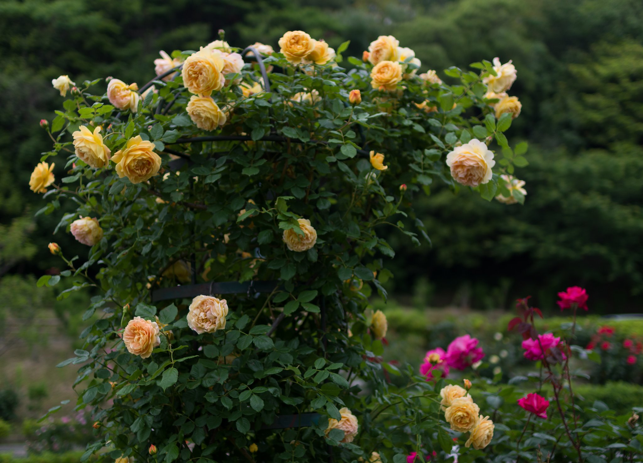 SIGMA 30mm F1.4 DC HSM