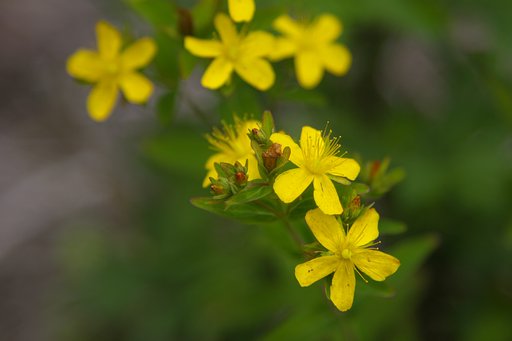 野の花