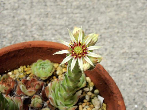 センペルの花