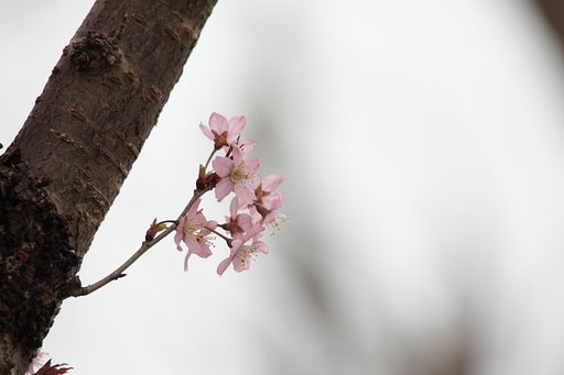 桜前線北上中！