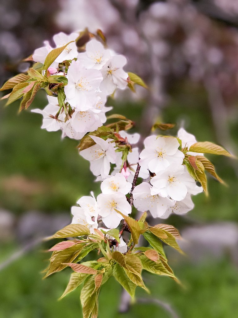 【美の国】近所桜