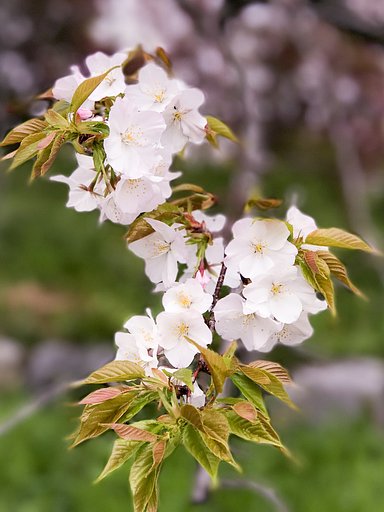 【美の国】近所桜