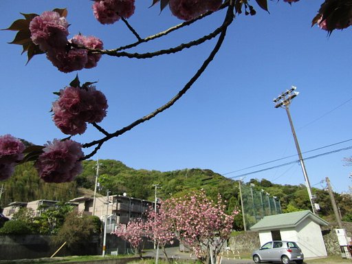 桜の季節もあとわずか