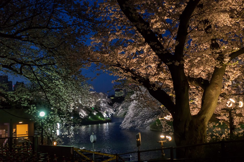 千鳥ヶ淵の夜桜
