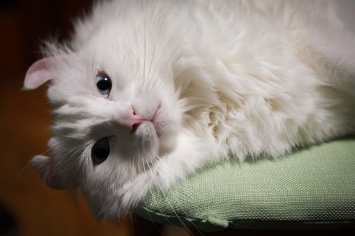 愛猫と