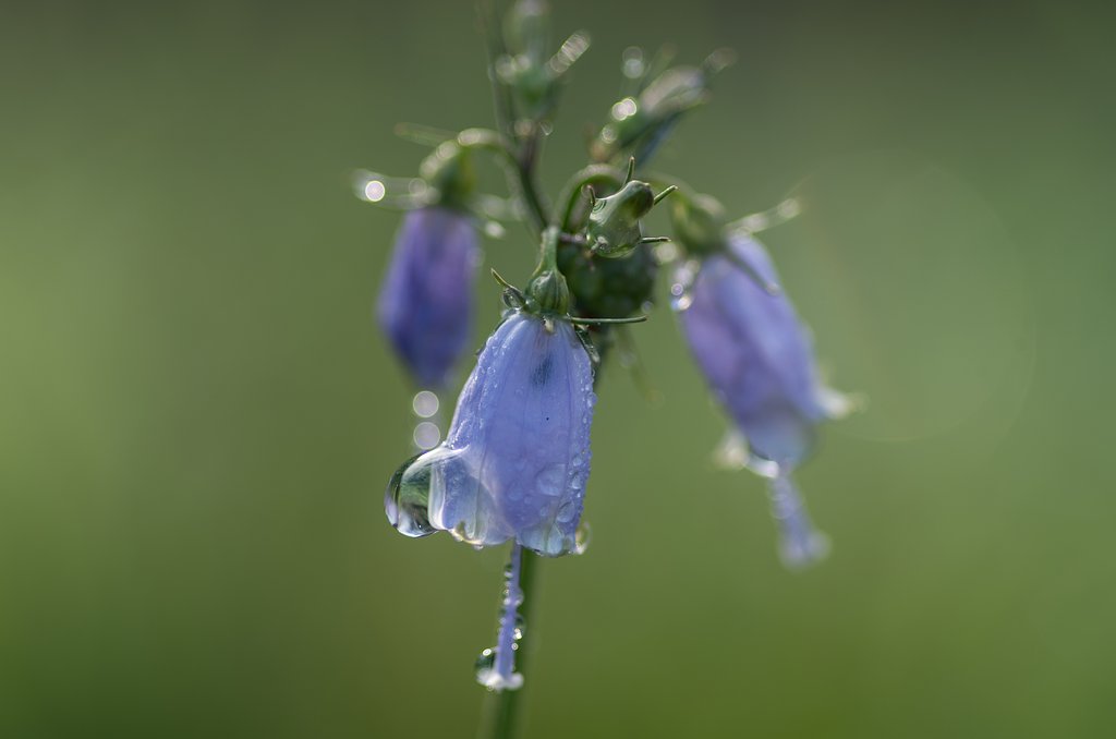 Gift of fog