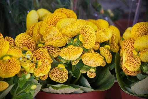 カッセオラリア＞花屋さん店先