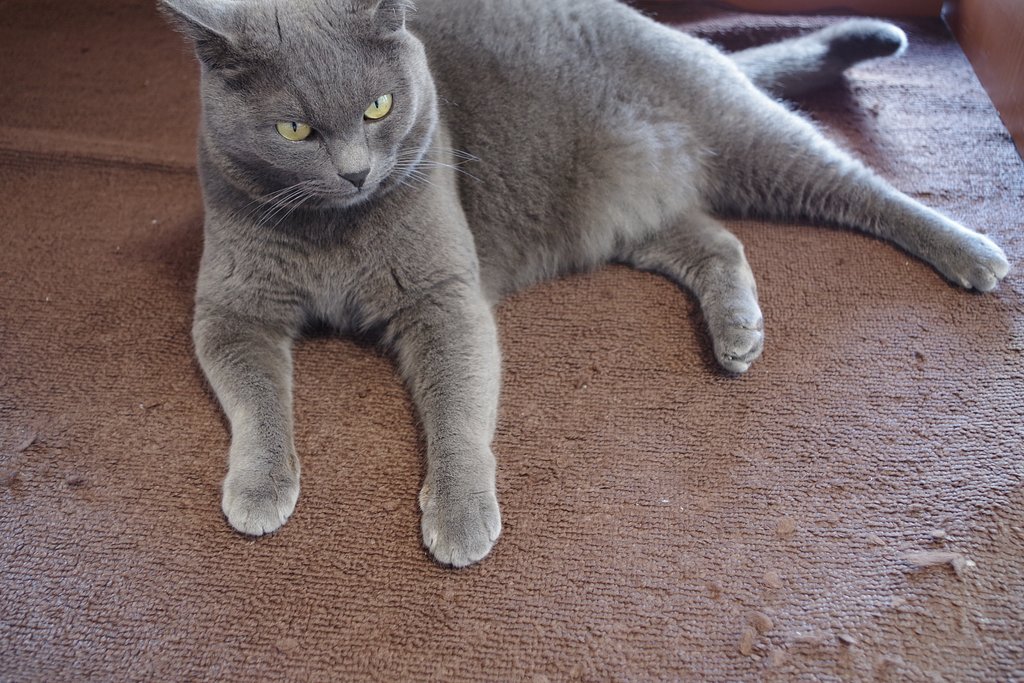 猫の手