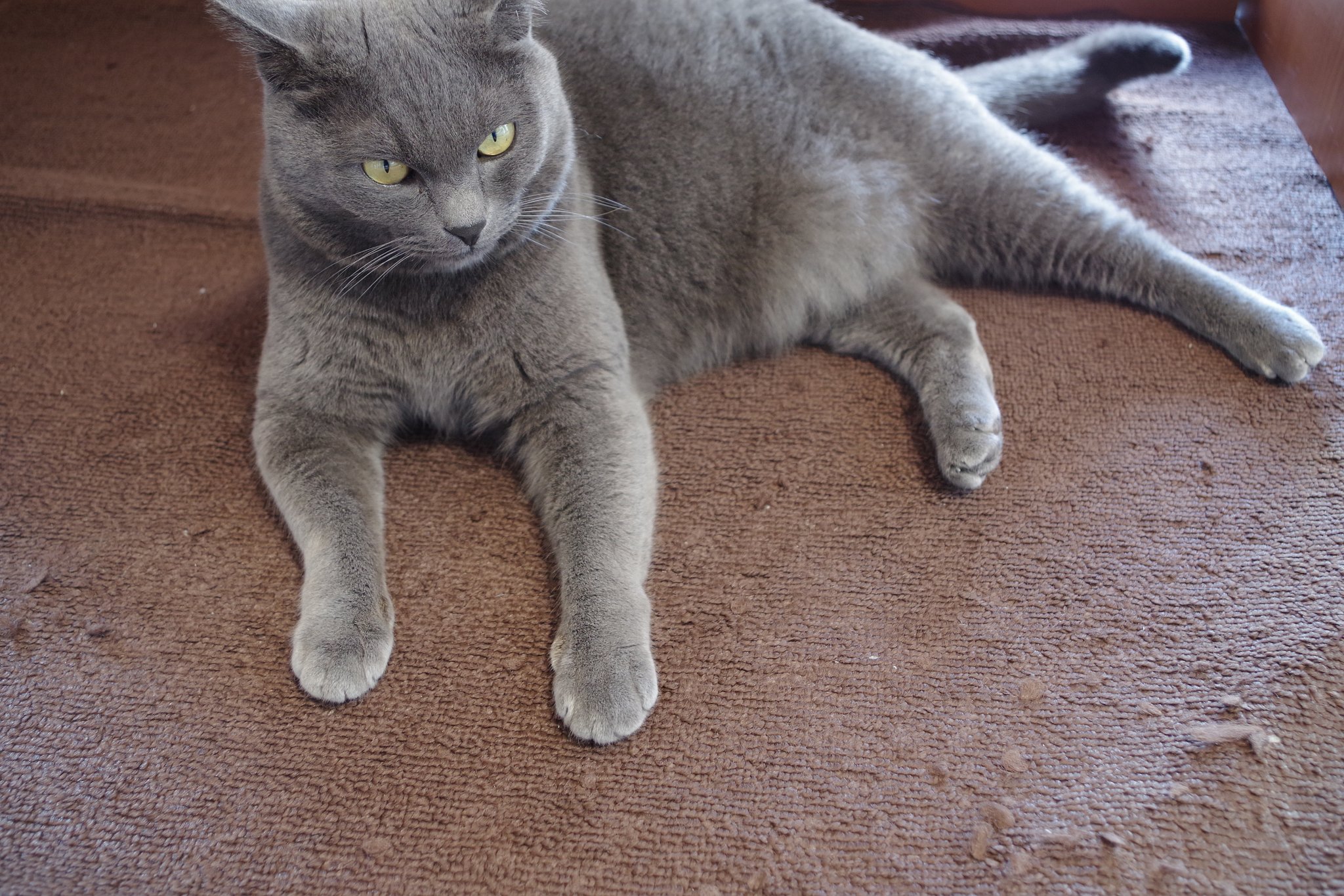 猫の手