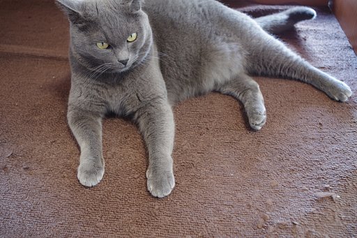 猫の手