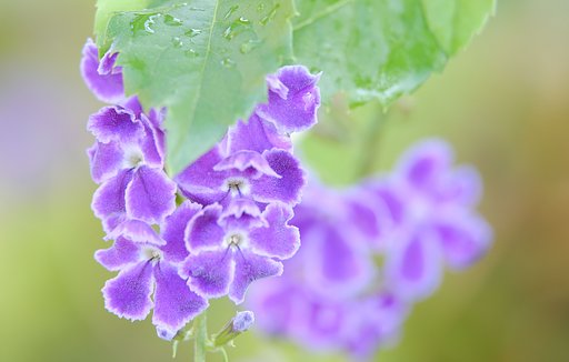 庭の花