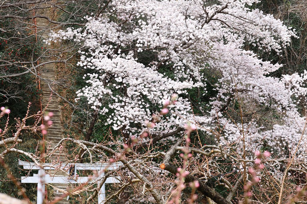 愛宕さまの桜