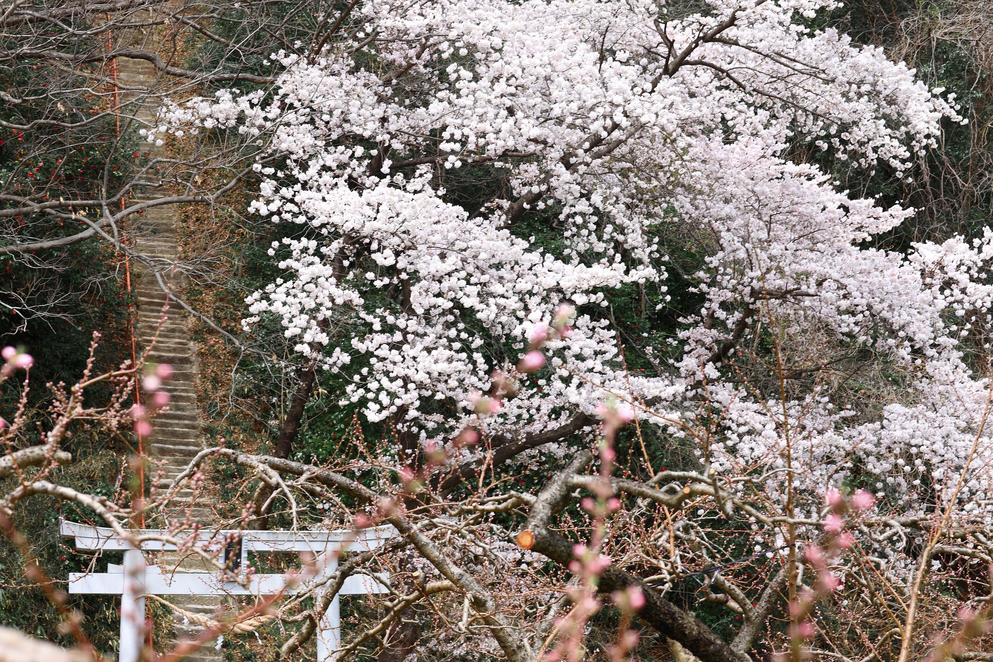 愛宕さまの桜