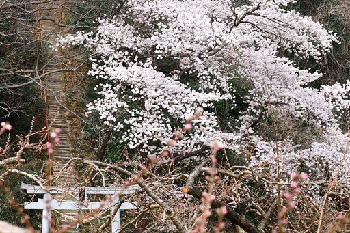 愛宕さまの桜
