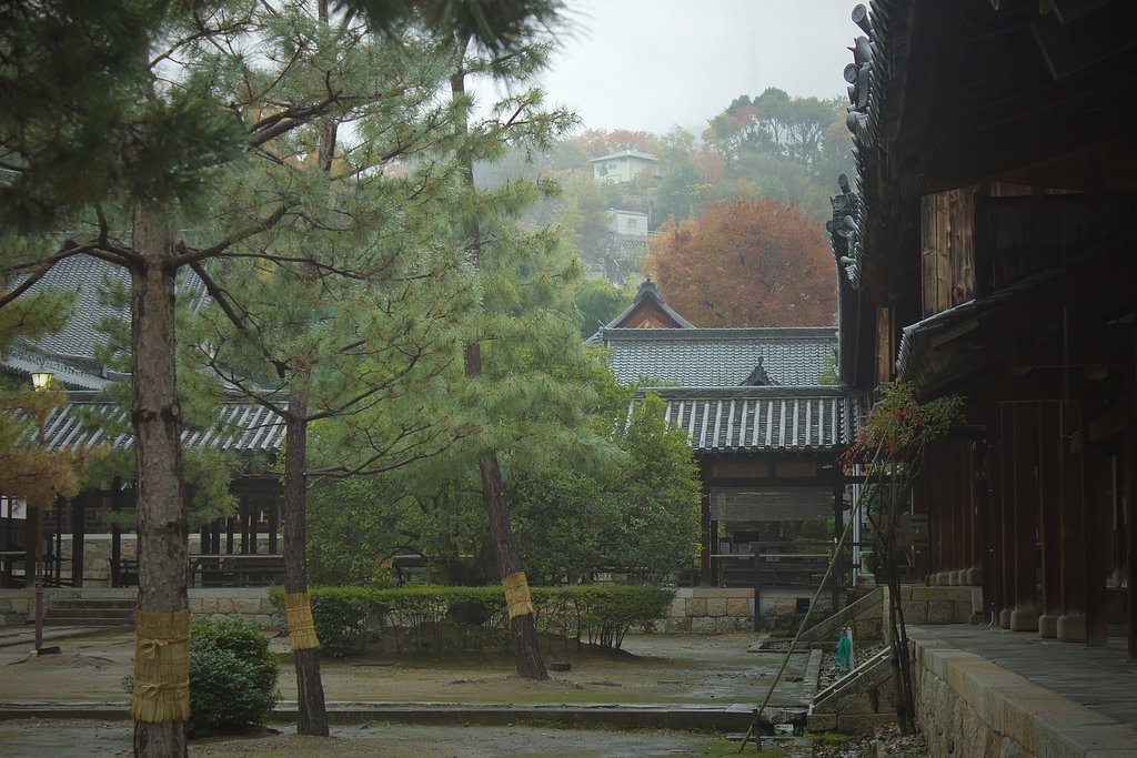 【美の国】 小雨降る境内の朝