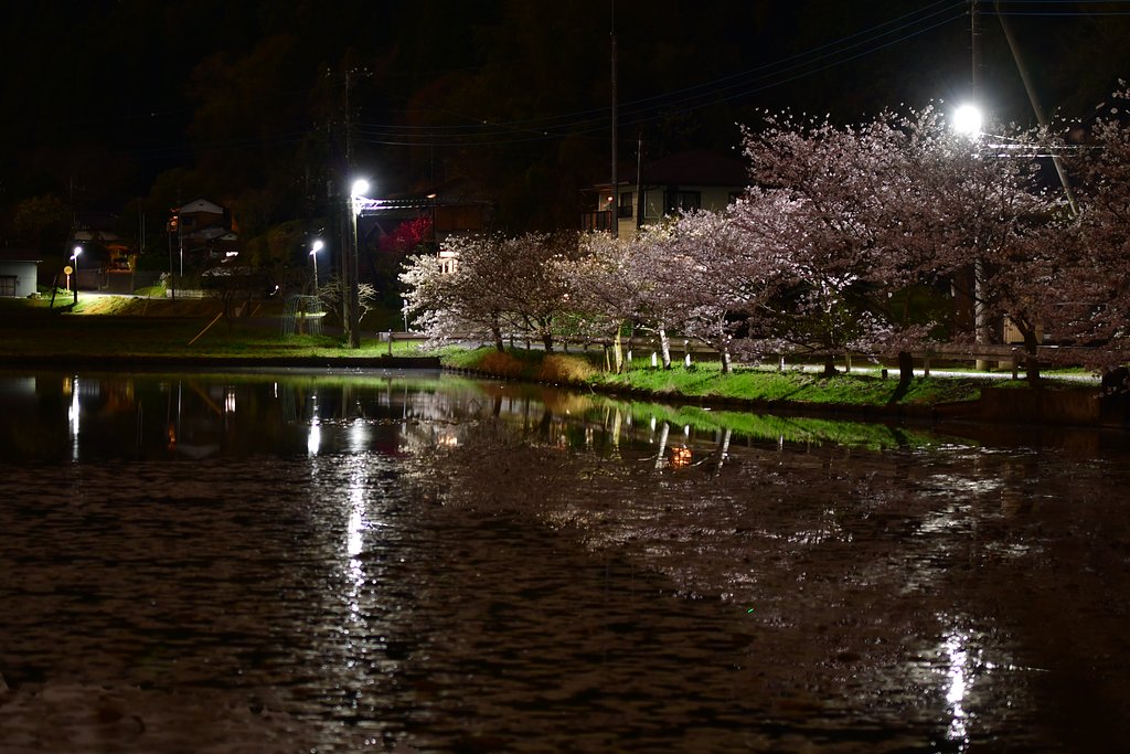 夜桜