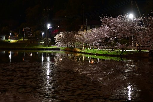 夜桜