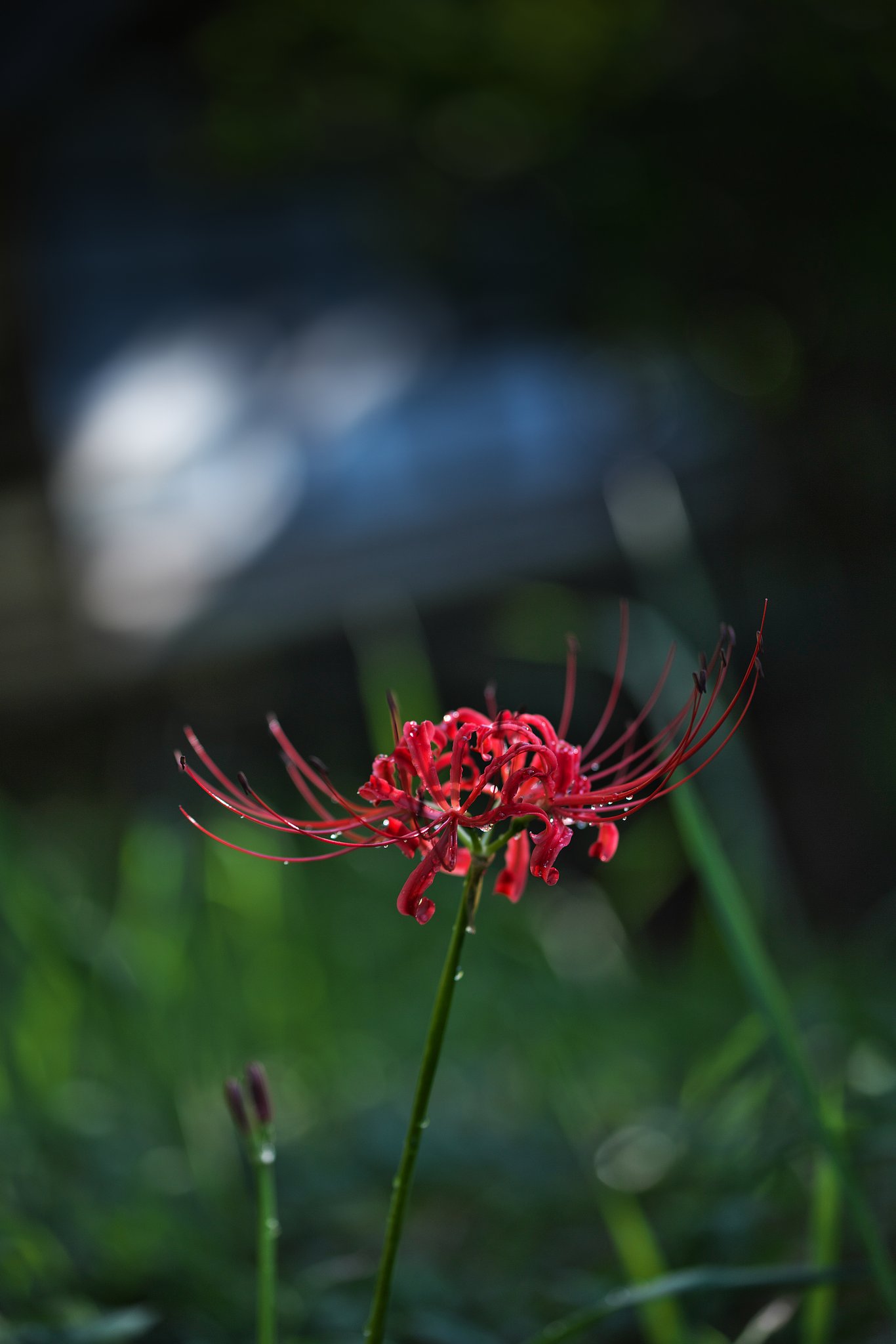 孤高の花