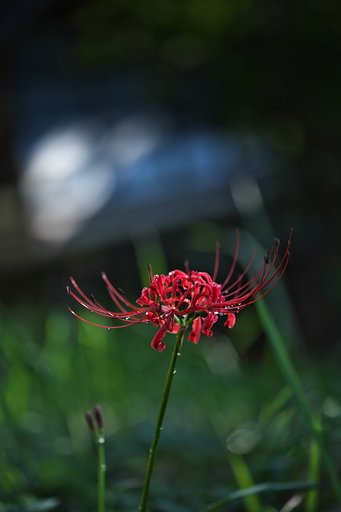 孤高の花