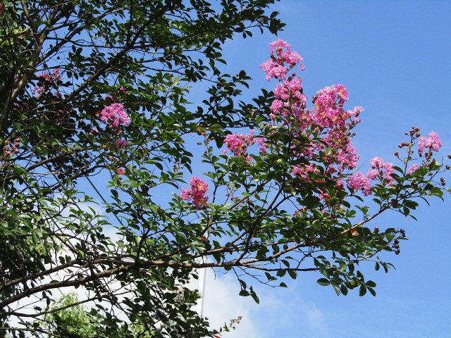 サルスベリの花が咲き乱れて