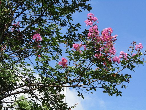サルスベリの花が咲き乱れて