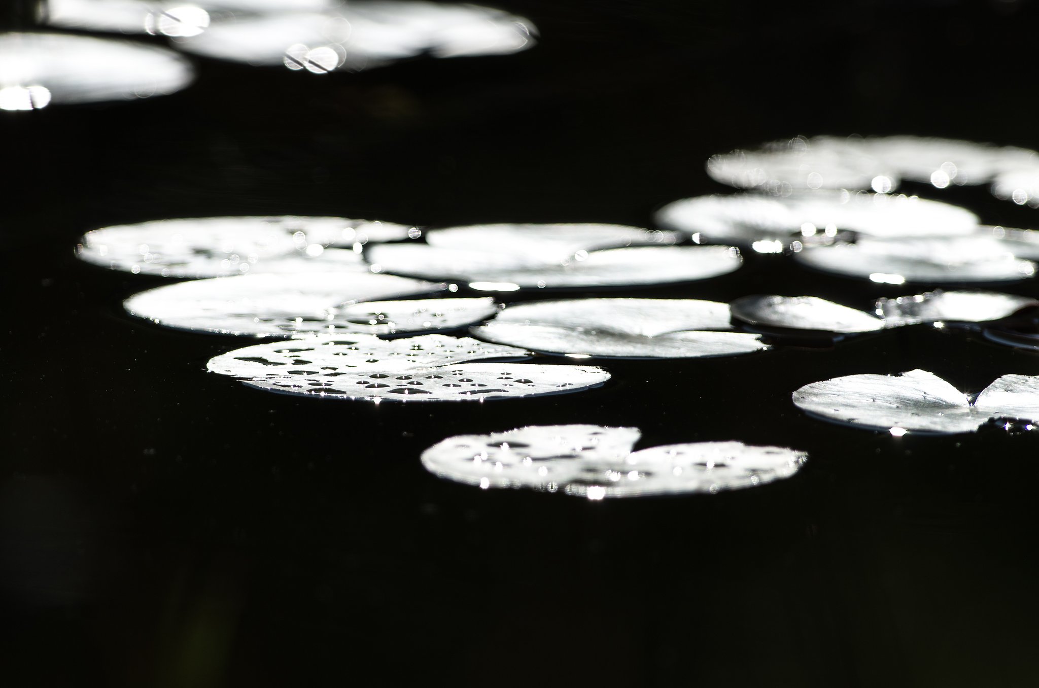 雨上がりの白眼