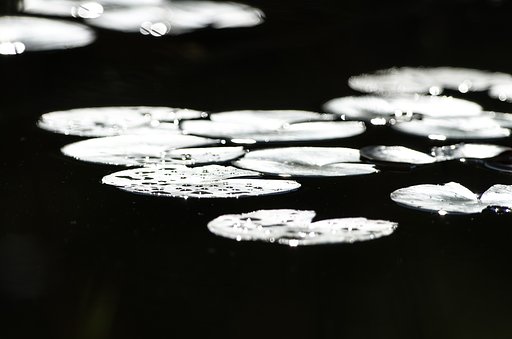 雨上がりの白眼