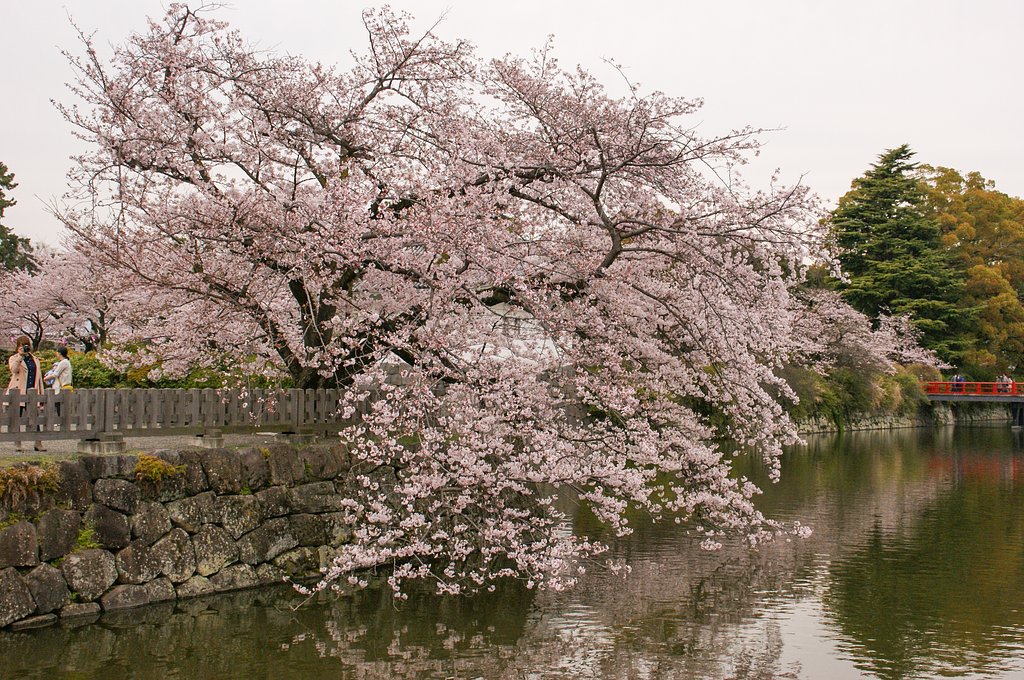 花と堀