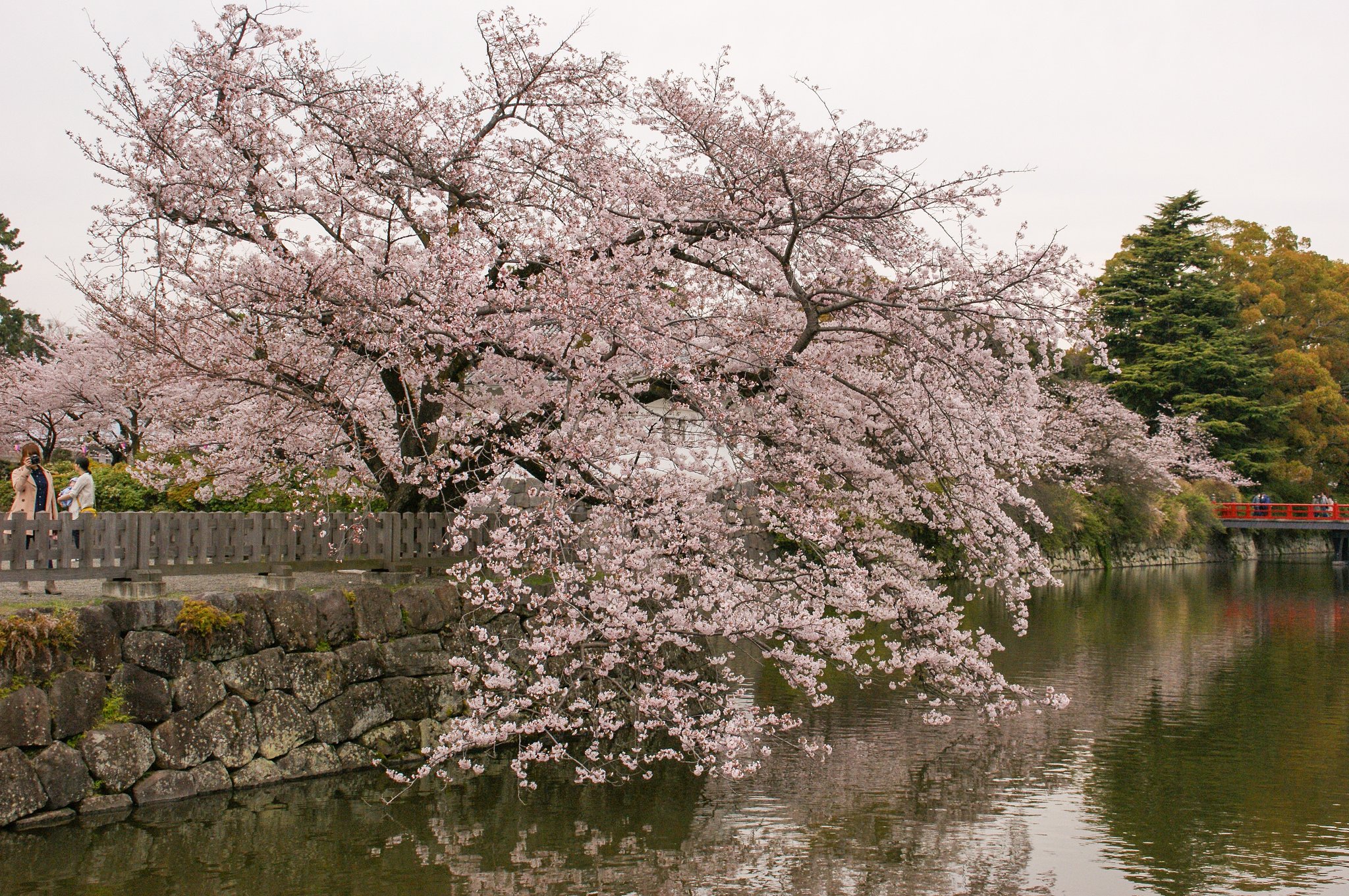 花と堀