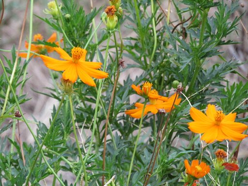 綺麗な花には頭が下がります