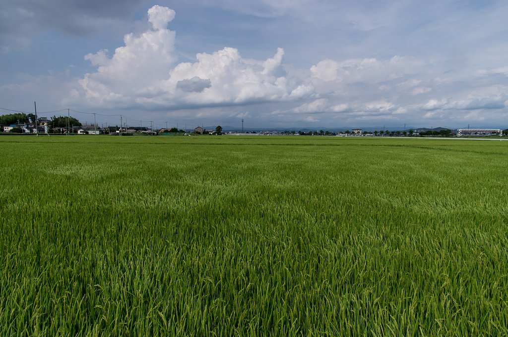 夏来る